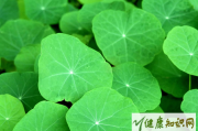 荷叶能减肥吗和什么配最有效,荷叶能减肥