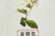 金银花的功效与作用及禁忌、副作用金银花的功效与作用及禁忌副作用食用方法?
