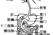 消化系统图解,消化系统图