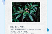 枇杷叶的功效与作用及食用方法枇杷叶的功效与作用