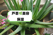 芦荟的功效与作用芦荟的功效与作用祛除疤痕