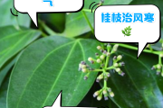 桂枝的功效和主治桂皮药用功效和作用