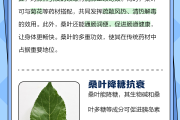 桑叶的作用与功效,桑叶茶的作用与功效