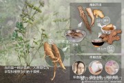 当归的作用和功效茯苓当归的作用和功效