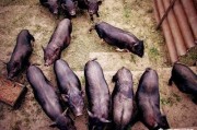 猪传染性胃肠炎怎么防治？