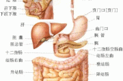 关于人体结构示意图的信息