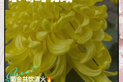 菊花枸杞金银花茶的功效与作用去火吗,菊花枸杞金银花茶的功效与作用