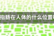 十二指肠在人体的什么位置呢? 十二指肠在人体的什么位置呢?