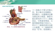 十二指肠球部肿瘤图片十二指肠息肉