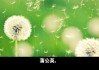 蒲公英图片蒲公英
