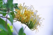 金银花的叶子能泡水喝吗功效与作用,金银花的叶子能泡水喝吗