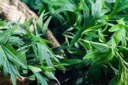 艾叶泡水治胃病的方法