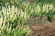 四季金银花种植技术与栽培管理,四季金银花种植技术与栽培管理视频