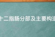 十二指肠分部及主要构造 十二指肠分部及主要构造
