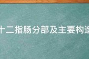 十二指肠分部及主要构造