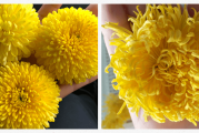 菊内留香金银花露原文?菊内留香金银花露