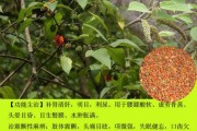 枳实的功效与作用与主治,枳实的功效与作用
