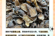 附子的功效与作用附子的功效与作用及禁忌