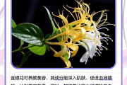 金银花有什么用途,金银花有什么用途呢