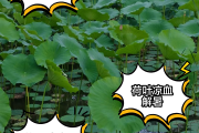 荷叶的功效,荷叶的功效与主治作用及禁忌 荷叶的功效,荷叶的功效与主治作用及禁忌