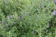 黄芩种植技术黄芩种植技术及亩收益第二年