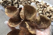 陈皮是什么果子的皮,陈皮是哪种橘子皮做的