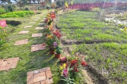 菊花村蔬菜批发市场在哪里菊花农场