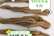 当归的作用当归的作用与功能主治是什么意思