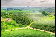 茶乡,茶乡花海景区 茶乡,茶乡花海景区