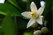 代代花的功效与作用与主治,代代花的功效与作用
