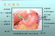 胃的位置图片胃的位置图