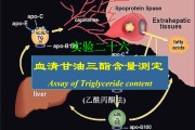 甘油三酯偏高说明什么问题糖尿病人甘油三酯偏高说明什么问题