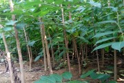 杜仲杜仲雄花的功效与作用及食用方法壮阳