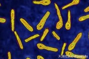 通过肠道排尿酸，保持肠道畅森态，可降低痛风风险  健康畅森态
