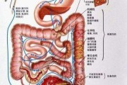 痢疾,痢疾的症状及治疗