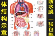 人体器官分布图 立体模型图人体器官分布图