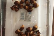 枇杷核,枇杷核能种出枇杷吗 枇杷核,枇杷核能种出枇杷吗