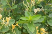 四季金银花和黄白金银花区别四季金银花