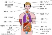 怎样判断是不是肝疼,器官位置