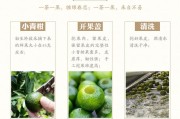陈皮的制作方法视频教程,陈皮的制作方法视频教程图片
