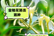 乖宝宝金银花颗粒的功效与作用儿童金银花颗粒图片