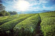 阳羡茶阳羡茶历史