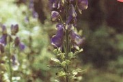 乌头类药材的剧毒成分为乌头类药材