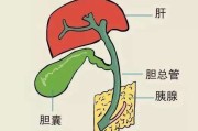 胆汁返流,胆汁反流性胃炎