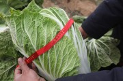 甲醛白菜引起了市民的关注甲醛可以保持白菜新鲜不烂吗? 甲醛白菜引起了市民的关注甲醛可以保持白菜新鲜不烂吗?