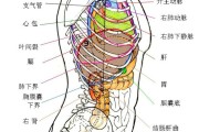 内脏图,内脏图片