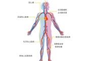 心脏的位置疼是怎么回事心脏的位置