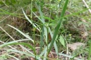 柴作用和功效夏枯草作用和功效 柴作用和功效夏枯草作用和功效