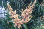 芒种花,芒种花神节