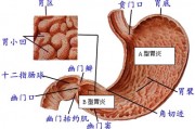 怎么确定是肠胃炎,急性肠胃炎的症状